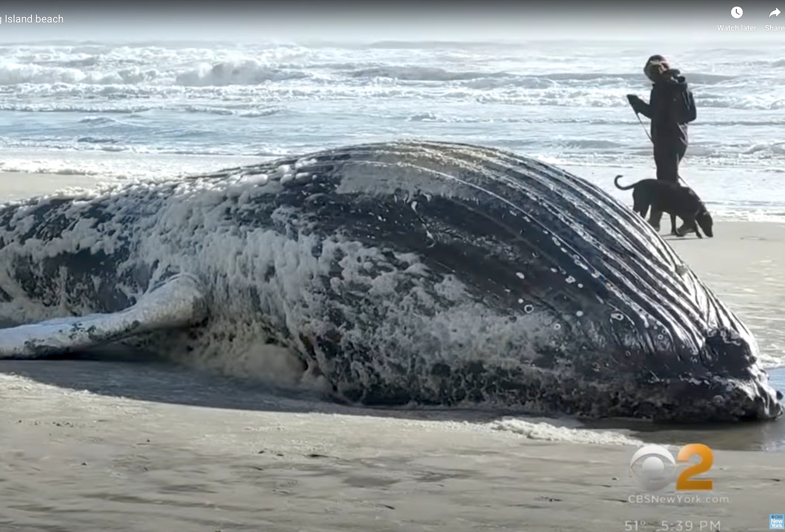 Another Whale Washes Ashore, Renewing Calls To Pause Offshore Wind