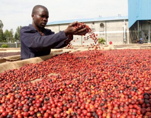 coffee farmer