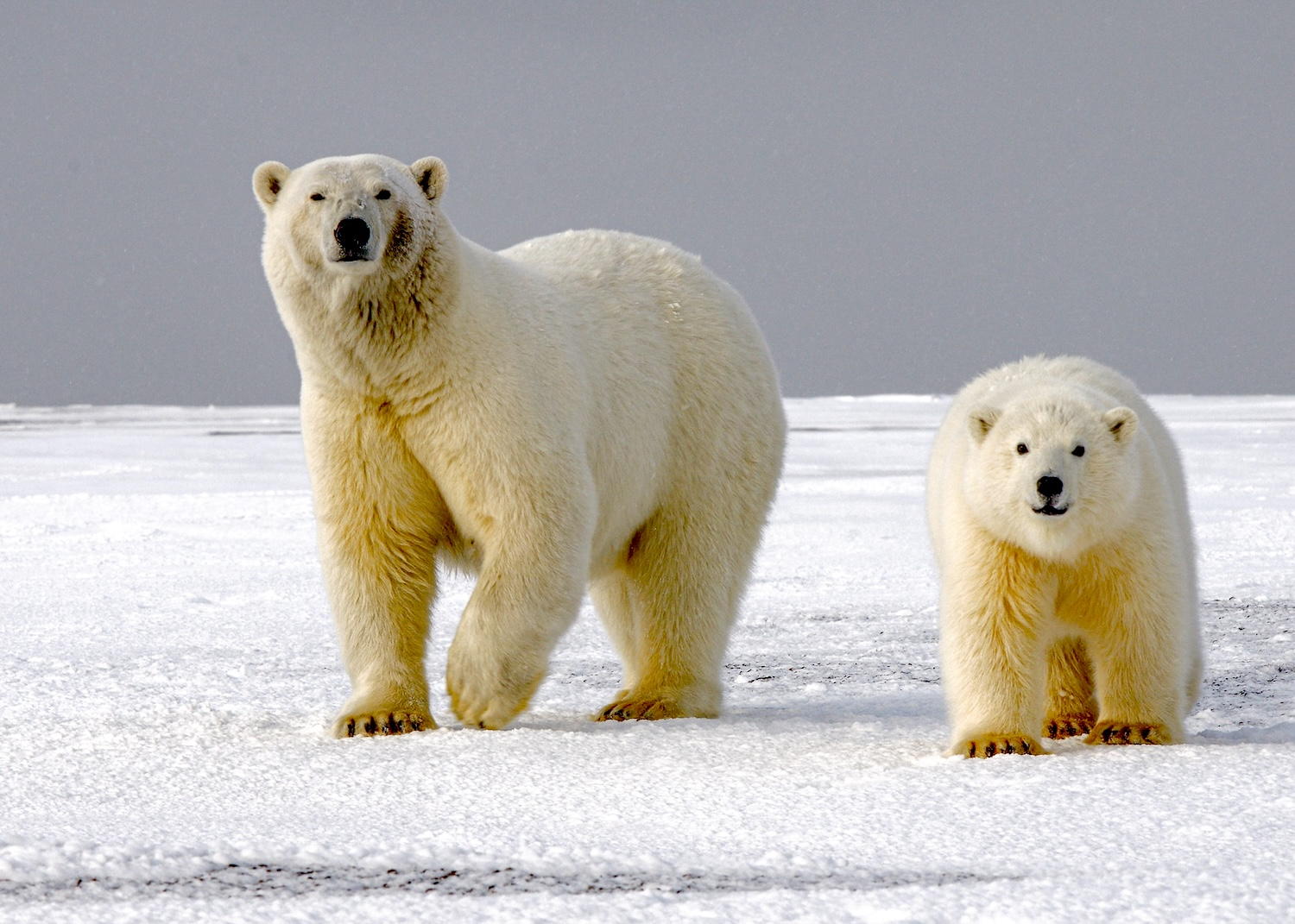 Arctic Sea Ice At Its Highest Level In 21 Years For This Time Of Year