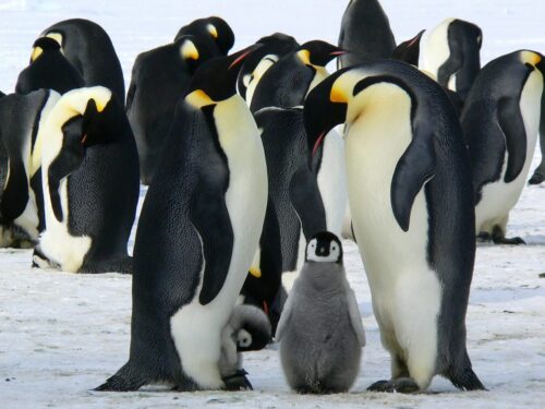 emperor penguins antarctica