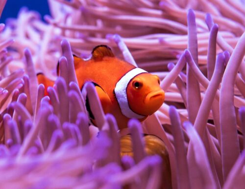 clown fish reef coral