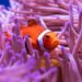 clown fish reef coral