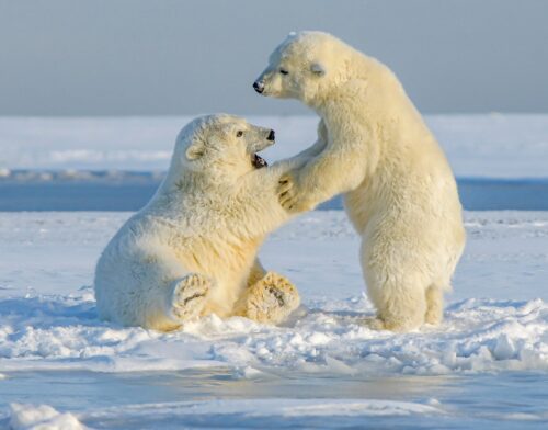 polar bear cubs