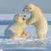 polar bear cubs