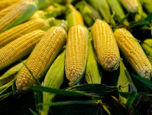 corn harvest