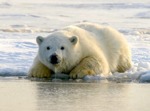 polar bear splashing