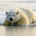 polar bear splashing