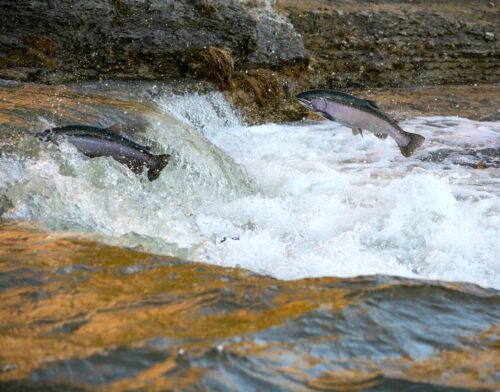 salmon in river