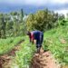 crops field harvest