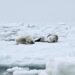 Antarctica sea lions