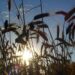 corn field sun