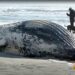 humpback whale ny coast