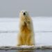 polar bear clapping
