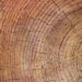 tree rings