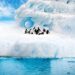 Antarctic Penguins