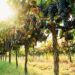 grapes vineyard