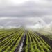 Irrigation system watering crops