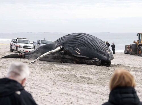 beached whale atlantic