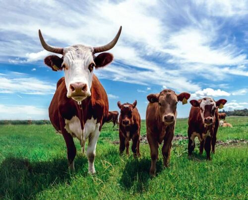 cows cattle livestock