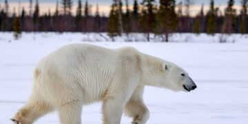 polar bear wilderness
