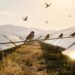 birds solar farm