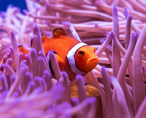 clown fish GBR coral cover