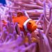 clown fish GBR coral cover