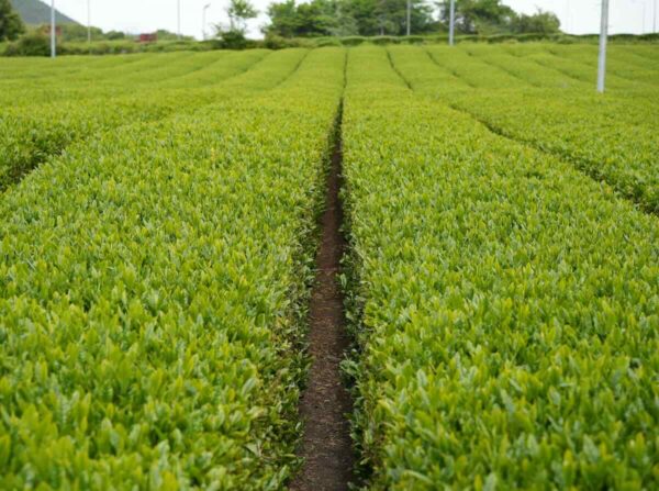 green tea farm
