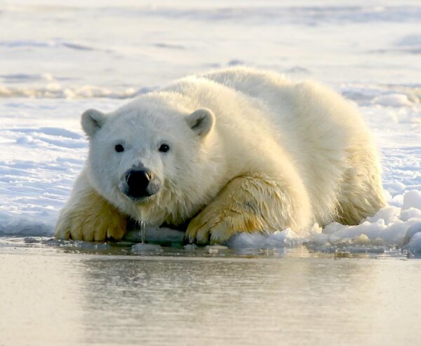 polar bear sea ice