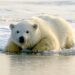 polar bear sea ice
