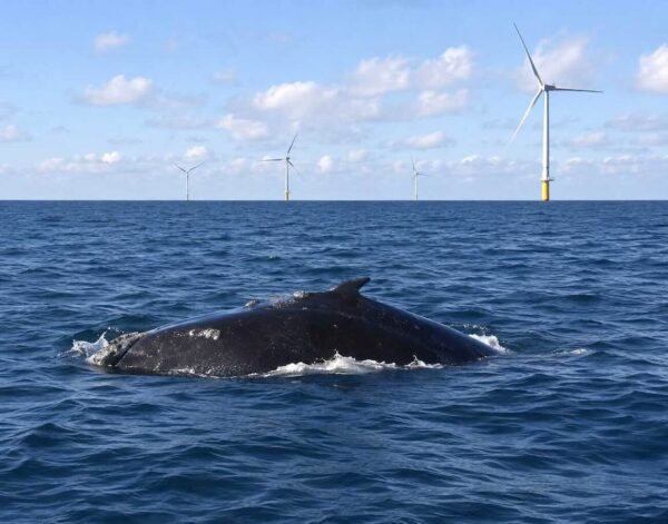 A North Atlantic right whale surfaces near an offshore wind farm. right whale wind farm