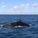 right whale wind farm