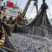 chinese sardine fishing