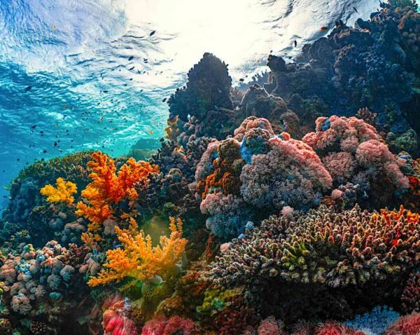 Healthy coral reef thriving in warm ocean waters. Photo by NEOM on Unsplash. coral reef
