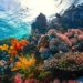 coral reef