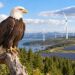 eagle overlooks wind farm