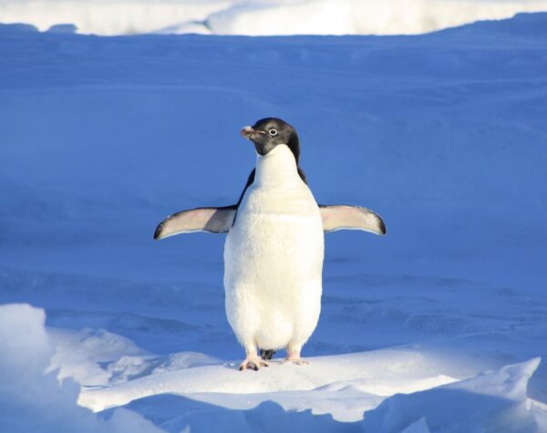 An Adélie penguin on Antarctic ice asks, where's the sea-level rise? Pixabay antarctic penguin