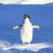 antarctic penguin